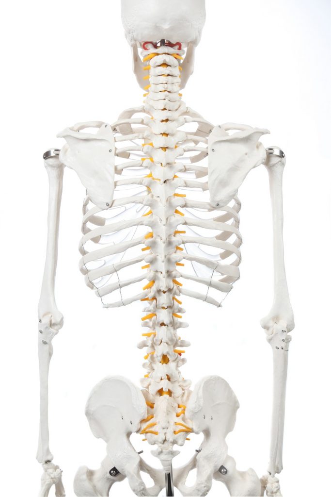 A-104267 Classic Human Skeleton With Study & Numbering Guide Axis ...