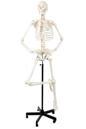 A-104267 Classic Human Skeleton With Study & Numbering Guide Axis ...