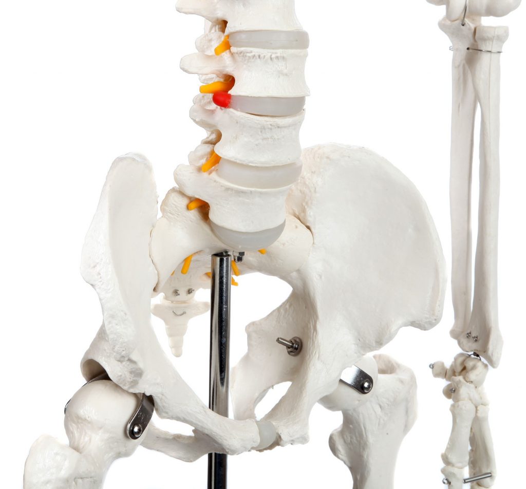 A-104267 Classic Human Skeleton With Study & Numbering Guide Axis ...
