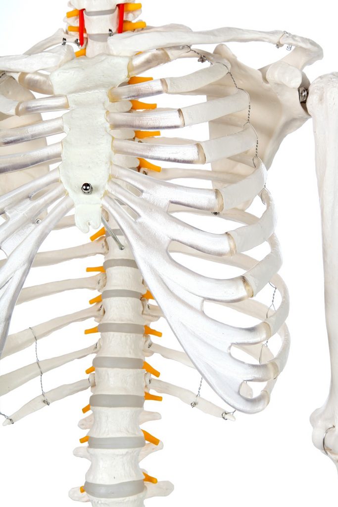 A-104267 Classic Human Skeleton With Study & Numbering Guide Axis ...