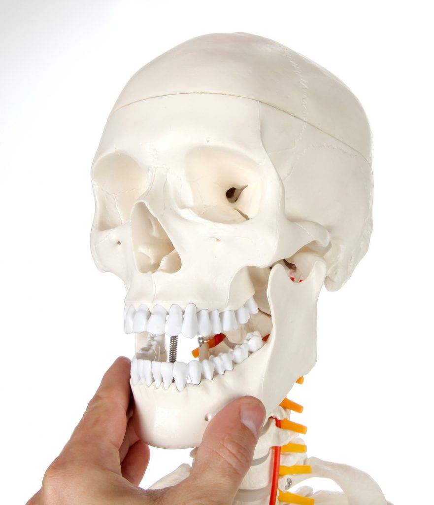 A-104267 Classic Human Skeleton With Study & Numbering Guide Axis ...