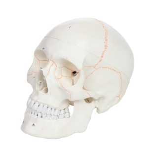 Anatomical Model-A-104270, 3-Part Life-Size Numbered Human Skull