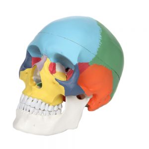 Anatomical Model-A-104271, 3-Part Life-Size Painted Didactic Human Skull