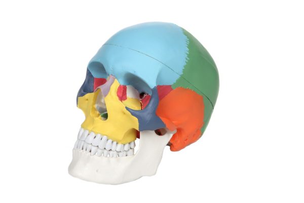 Anatomical Model-A-104271, 3-Part Life-Size Painted Didactic Human Skull