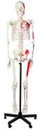 Anatomical model-A-104281 Painted Human Skeleton