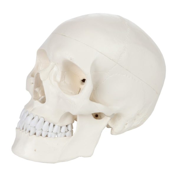 Anatomical Model-A-104405, 3-Part Life-Size Human Skull