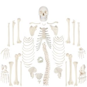 Anatomical Model-A-104406 Complete Disarticulated Human Skeleton