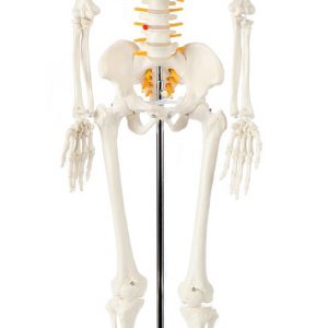 Anatomical Model-A-105168 Miniature Human Skeleton