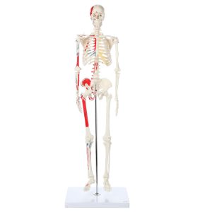 Anatomical Model-A-105170 Miniature Painted Human Skeleton