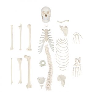Anatomical Mode-A-105171 Half Disarticulated Human Skeleton