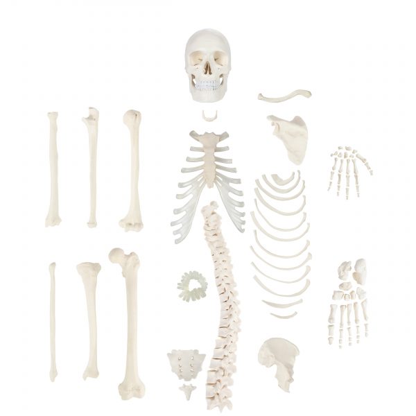 Anatomical Mode-A-105171 Half Disarticulated Human Skeleton