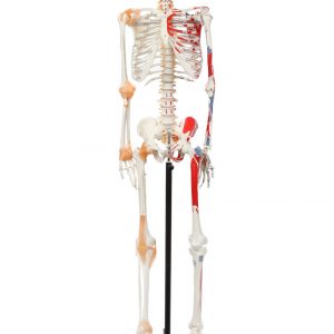 Anatomical Model-A-105172 Human Skeleton With Flexible Spine, Muscle Insertions, And Ligaments