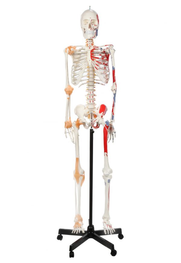 Anatomical Model-A-105172 Human Skeleton With Flexible Spine, Muscle Insertions, And Ligaments