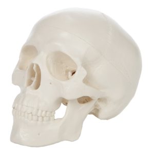 Anatomical Model-A-105173 Miniature Skull