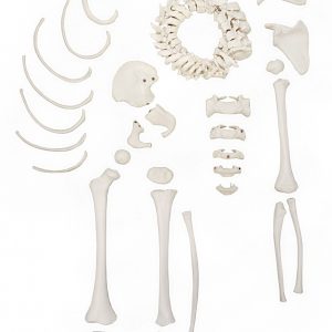Anatomical Model-A-105176 Disarticulated Half Child Skeleton