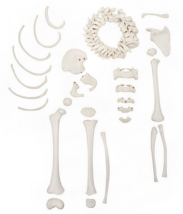 Anatomical Model-A-105176 Disarticulated Half Child Skeleton