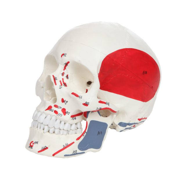 Anatomical Model-A-105177 Painted And Numbered 3-Part Life-Size Human Skull