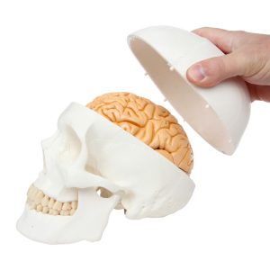 Anatomical Model-Part Life-Size Human Skull With 8-Part Brain