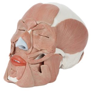 Anatomical Model-A-105759, Life-Size Human Skull With Removable Muscles