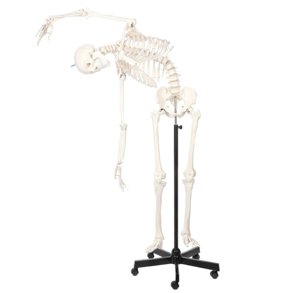 Anatomical Model-A-105852 Classic Flexible Human Skeleton