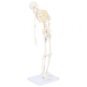 Anatomical Model-A-105866 Miniature Skeleton With Flexible Spine