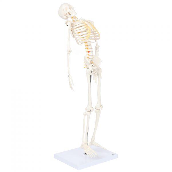 Anatomical Model-A-105866 Miniature Skeleton With Flexible Spine