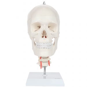 Anatomical Model-Human Skull Model With Flexible Neck