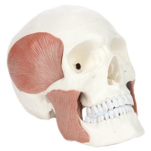 Anatomical Model-Human Skull With Masticatory Muscles