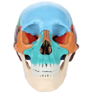 Anatomical Model-22 Part Osteopathic Didactic Human Skull