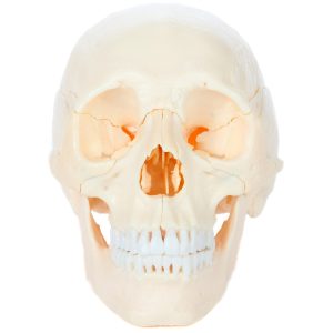 Anatomical Model-22 Part Osteopathic Natural Bone Human Skull