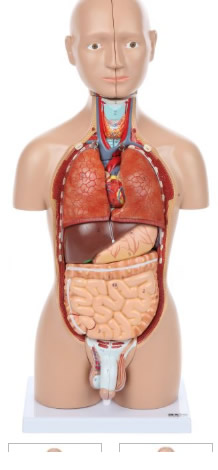 Anatomical Model-A-104264, 16-Part Mini Torso