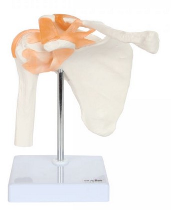 Anatomical Model-Flexible Shoulder Joint
