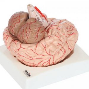 Anatomical Model-8-Part Deluxe Human Brain with Arteries