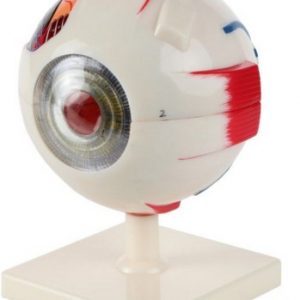 Anatomical Model-7-Part Human Eye (5x Life Size)