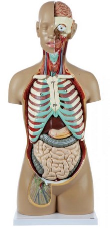 Anatomical Model-A-104283, 18-Part Premium Unisex Life-Size Torso with Open Back