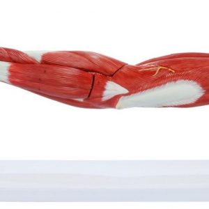 Anatomical Model-Premium Life-Size Muscled Arm in 7 Parts