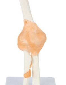 Anatomical Model-Flexible Elbow Joint