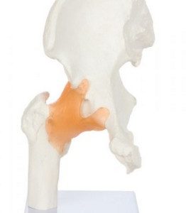 Anatomical Model-Flexible Hip Joint