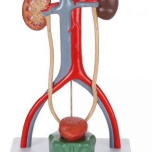 Anatomical Model-Urinary System