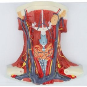 Anatomic Model-Neck and Throat Model with Muscles, Veins and Arteries