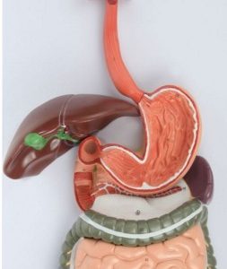 Anatomical Model-Human Digestive System